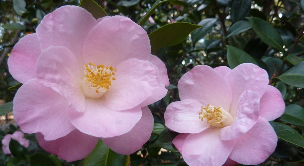 Descanso Gardens: A Peaceful Place. Camellia japonica 'Berenice Boddy'