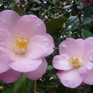 Descanso Gardens: A Peaceful Place. Camellia japonica 'Berenice Boddy'