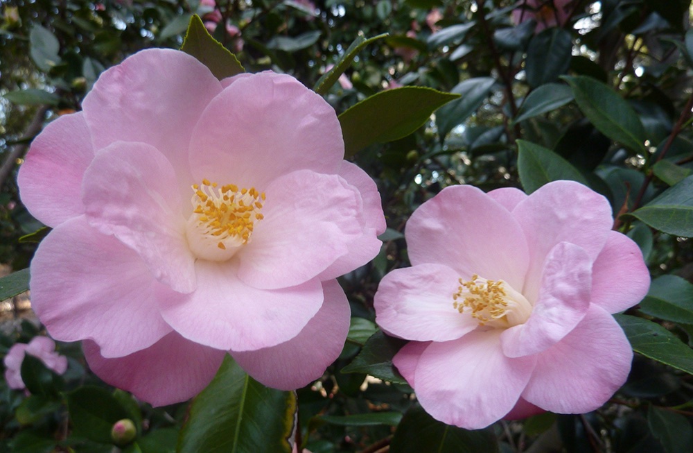 Descanso Gardens: A Peaceful Place. Camellia japonica 'Berenice Boddy'