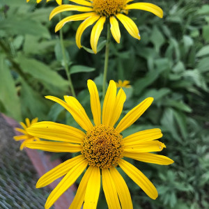 A Tower Grove Butterfly Garden