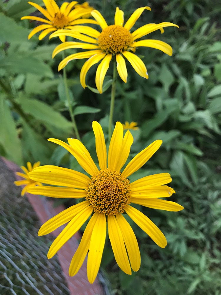 A Tower Grove Butterfly Garden