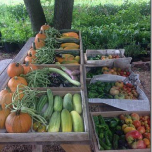 Franciscan Monastery Garden Guild Food Bank Farm