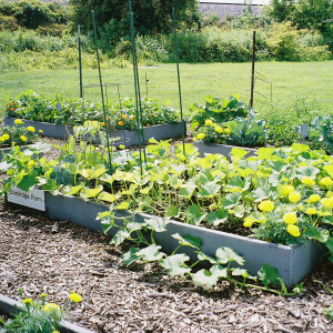 Individuals and local civic organizations tend to the garden plots in the community garden.