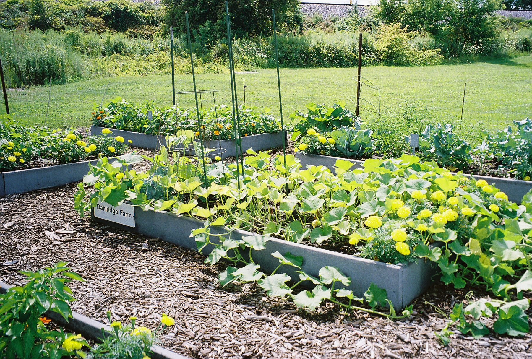 Individuals and local civic organizations tend to the garden plots in the community garden.