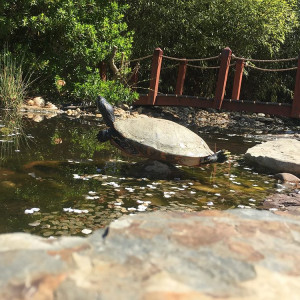 Campbell Elementary School’s Outdoor Classroom