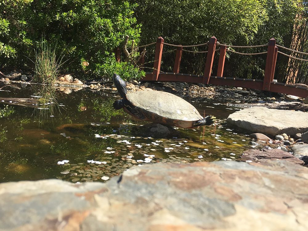 Campbell Elementary School’s Outdoor Classroom