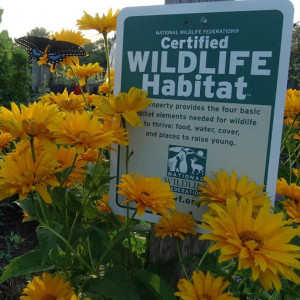 First black swallowtail raised from this garden after it was certified