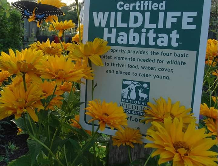 First black swallowtail raised from this garden after it was certified