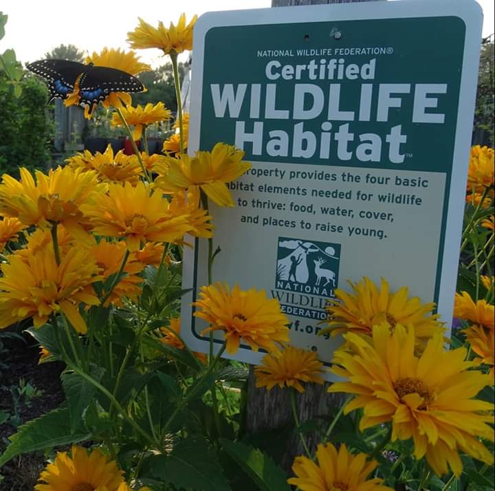 First black swallowtail raised from this garden after it was certified