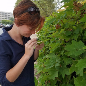 Holly uses a bugvac to sample insect populations.