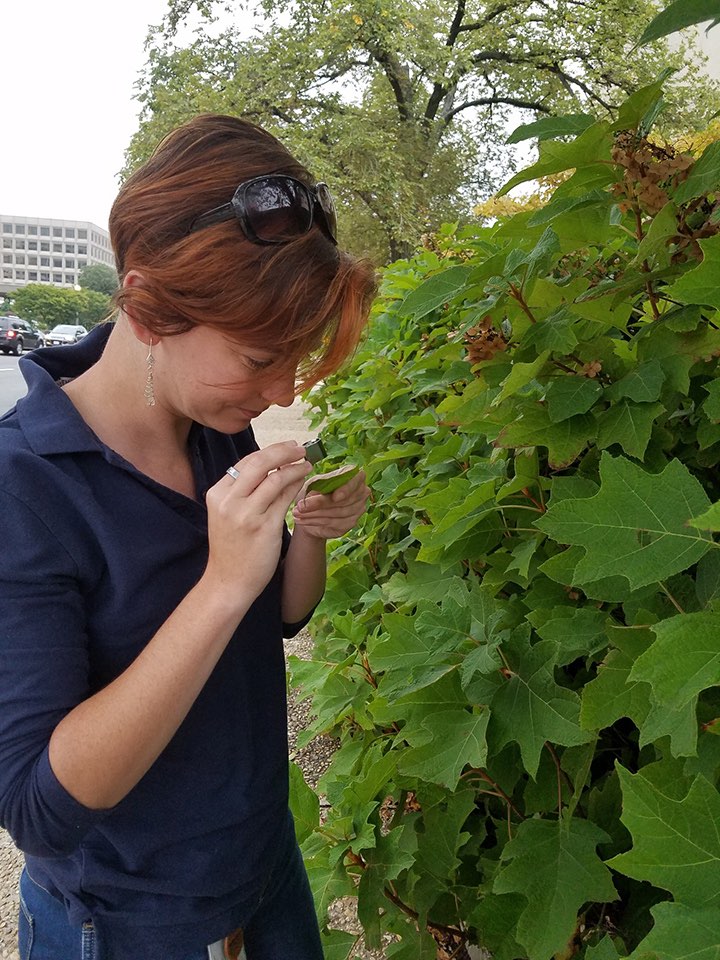 Holly uses a bugvac to sample insect populations.