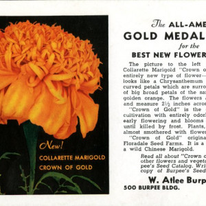 Burpee postcard from 1937 featuring the 'Crown of Gold' collarette marigold.