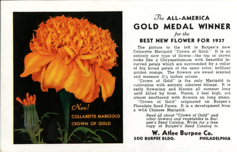 Burpee postcard from 1937 featuring the 'Crown of Gold' collarette marigold.