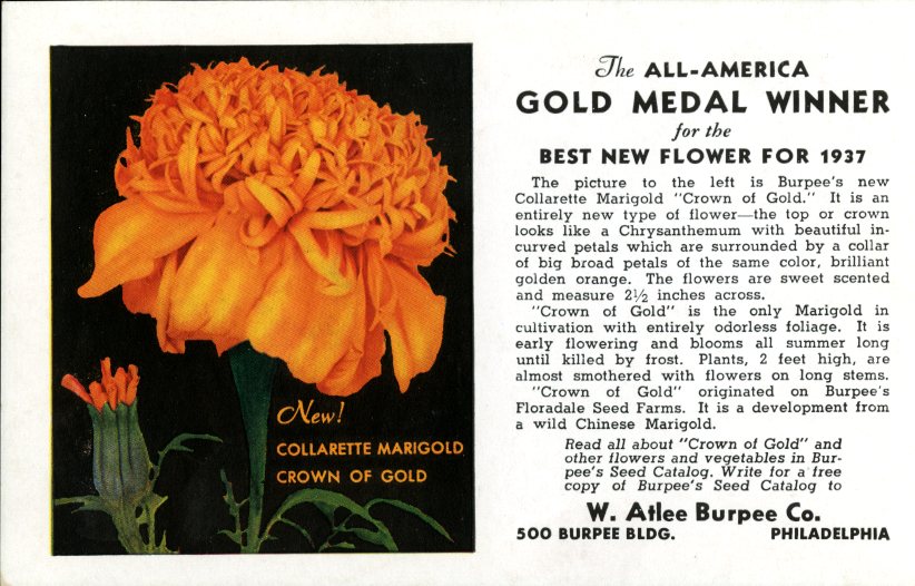 Burpee postcard from 1937 featuring the 'Crown of Gold' collarette marigold.