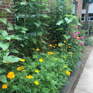 The Importance of School Gardens During Pandemic