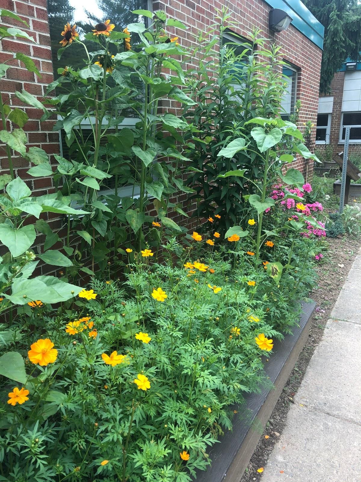 The Importance of School Gardens During Pandemic