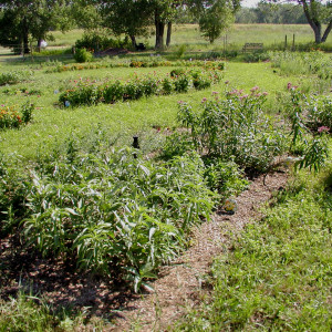 Oahe Downstream Recreation Area butterfly garden