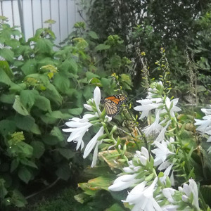 My monarch garden