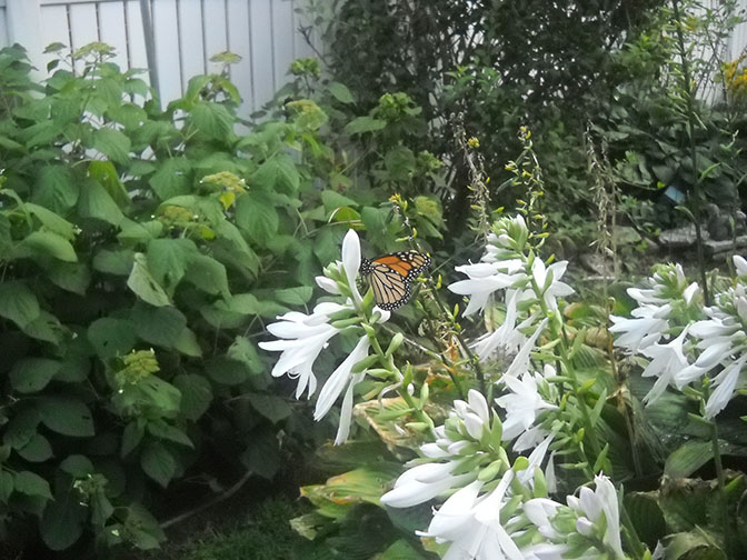 My monarch garden