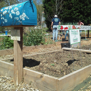 Potato beds made from chicken wire in the Kirk Community Garden.