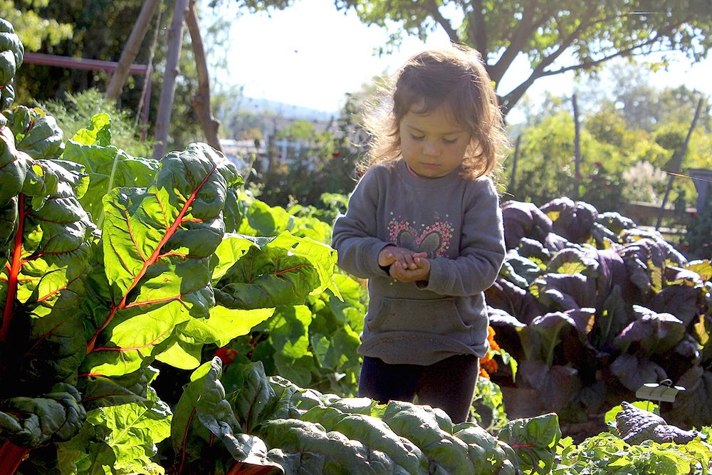 Ithaca Children's Garden