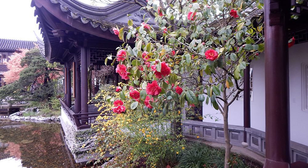 Lan Su Chinese Garden. Camellia. reticualta ‘Dr. Clifford Parks’