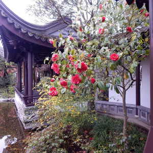 Lan Su Chinese Garden. Camellia. reticualta ‘Dr. Clifford Parks’