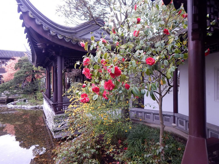 Lan Su Chinese Garden. Camellia. reticualta ‘Dr. Clifford Parks’