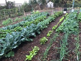 Vegetable Garden at the The Airport Garden Group in Amelia Island, FL