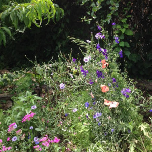 2015 photo of colorful garden blooms at Bouvier Community Garden