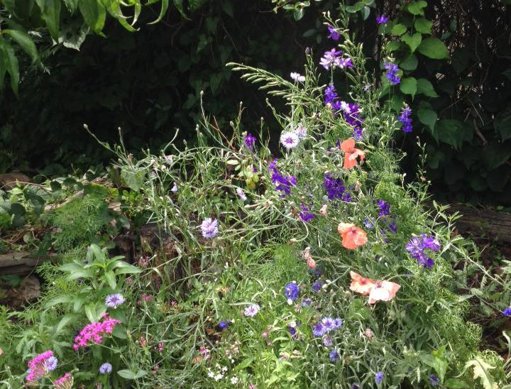 2015 photo of colorful garden blooms at Bouvier Community Garden