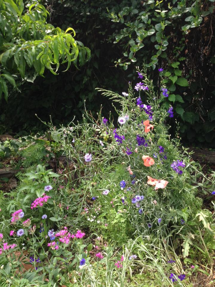 2015 photo of colorful garden blooms at Bouvier Community Garden