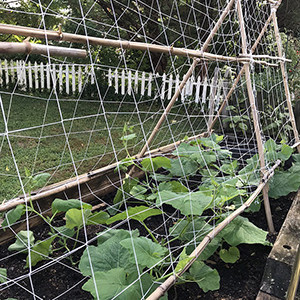 Garden trellis for vegetable garden at the Garden Work to the Rescue.