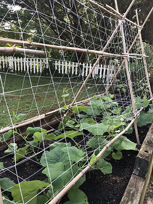 Garden trellis for vegetable garden at the Garden Work to the Rescue.