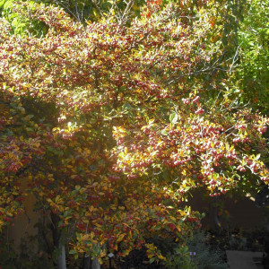 The Spanish Moorish Garden is a cool oasis in the desert.