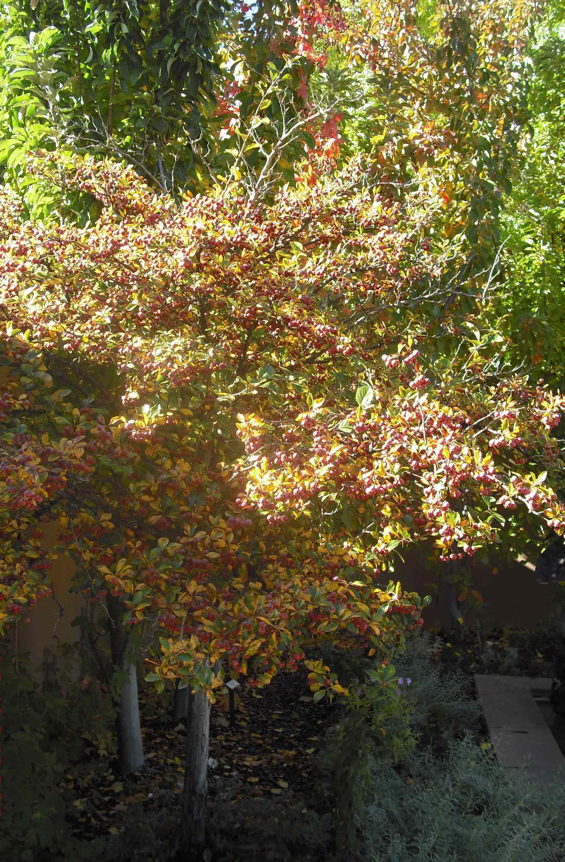 The Spanish Moorish Garden is a cool oasis in the desert.