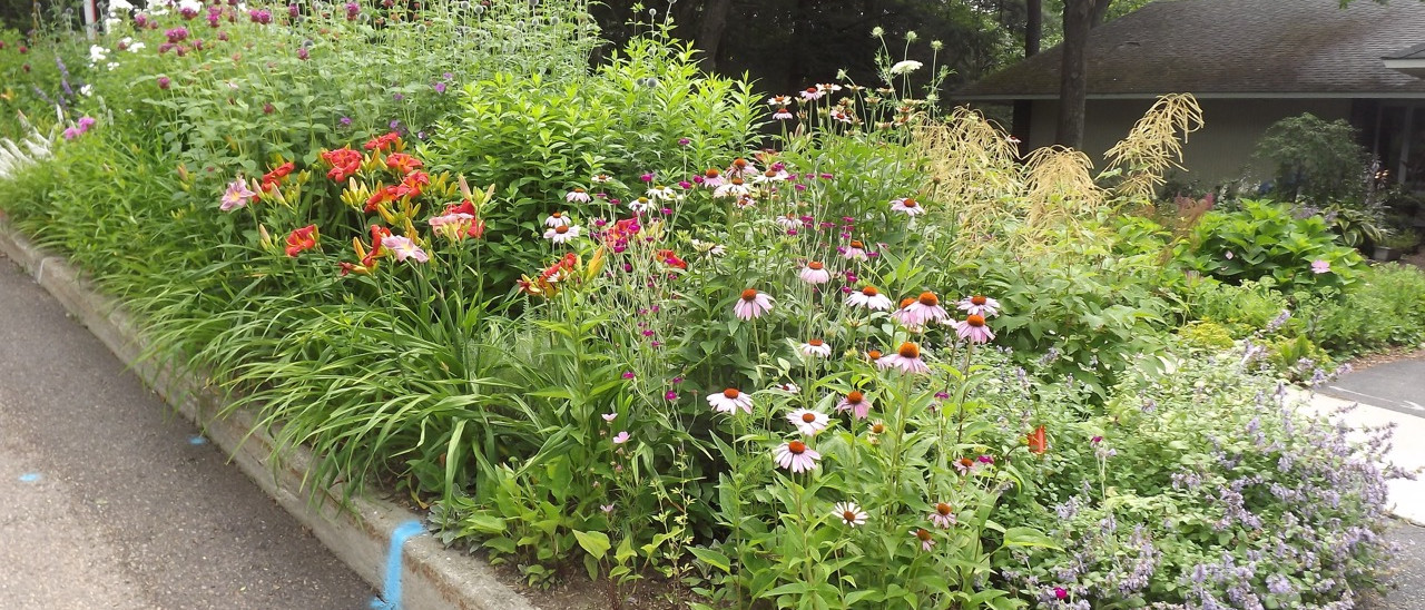 Planting a Pollinator Garden in the Greenbelt/Treebelt/Verge (from street)