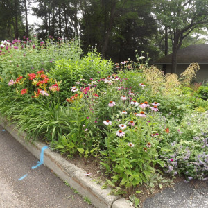 Planting a Pollinator Garden in the Greenbelt/Treebelt/Verge (from street)