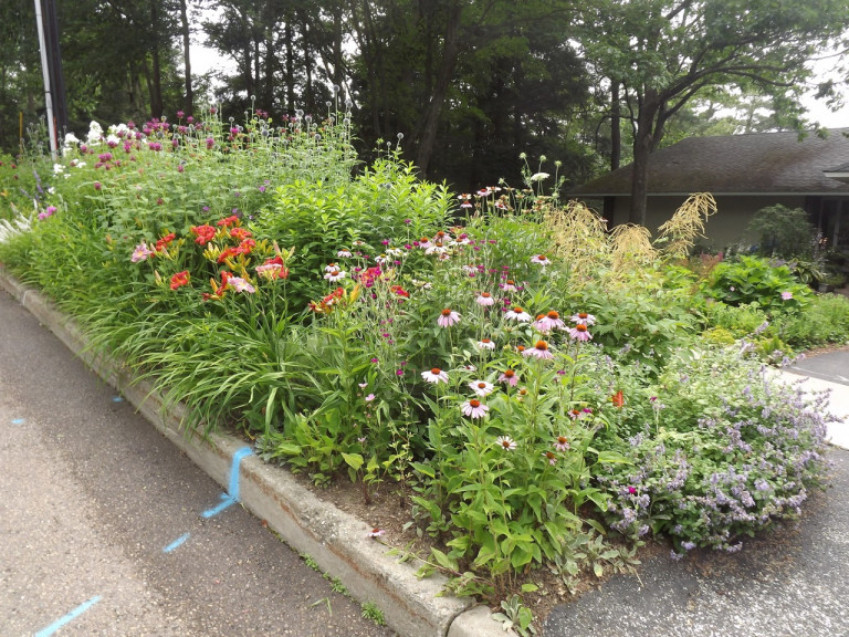 Planting a Pollinator Garden in the Greenbelt/Treebelt/Verge (from street)