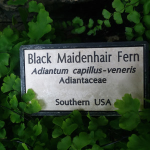 A plant label for the Black Maidenhair Fern