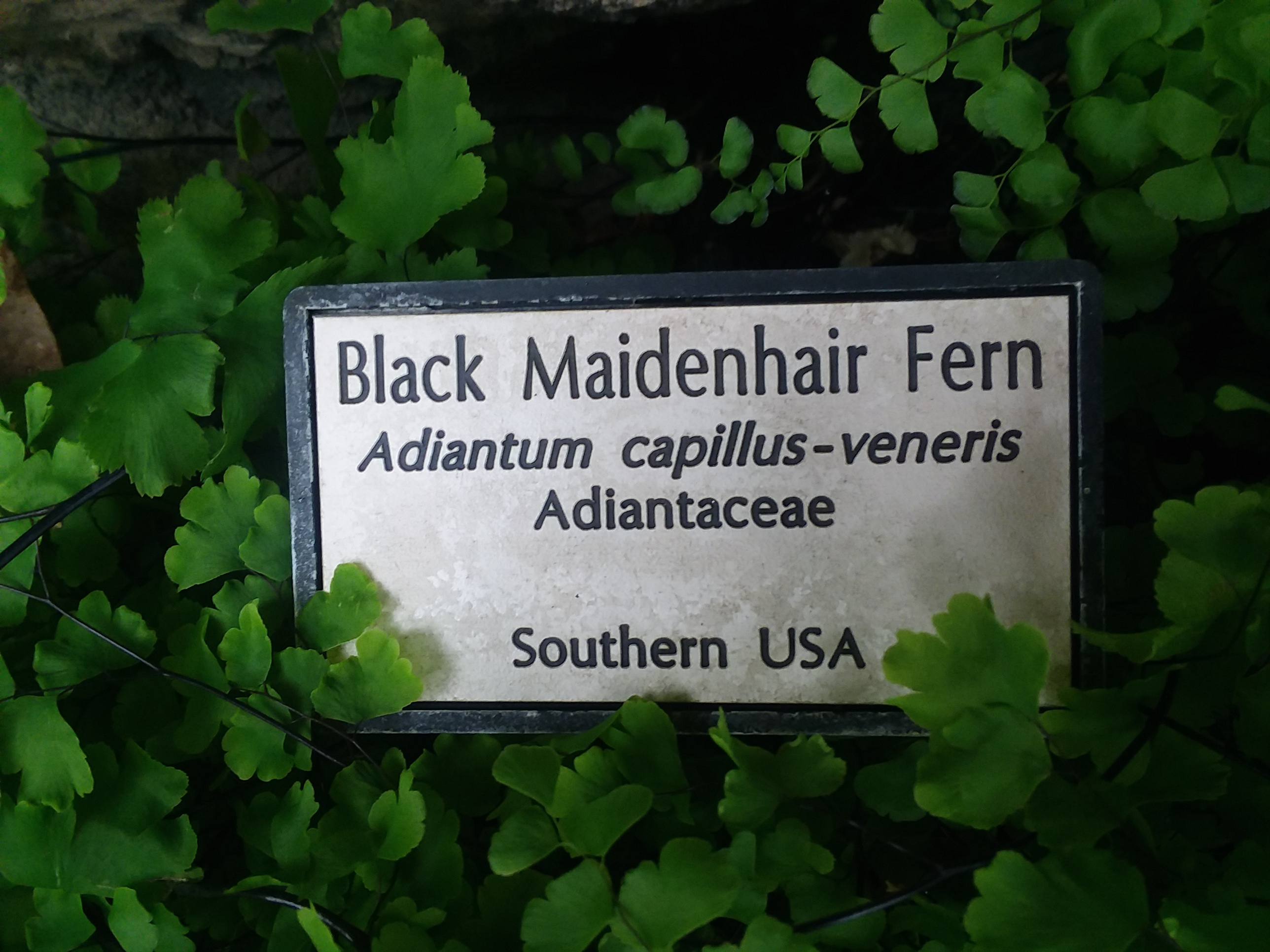 A plant label for the Black Maidenhair Fern