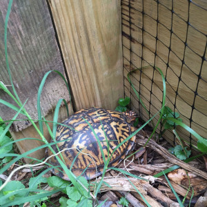 The Children's Learning Garden at Woodend Sanctuary