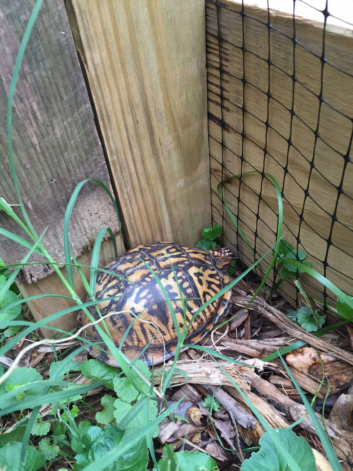 The Children's Learning Garden at Woodend Sanctuary