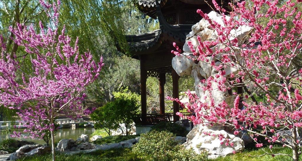 The Chinese Garden at the Huntington Botanical Gardens