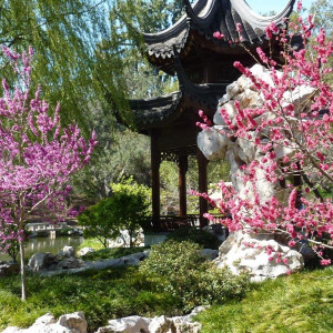 The Chinese Garden at the Huntington Botanical Gardens