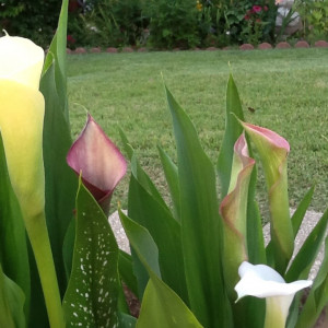 Calla lilies in Judy's Garden