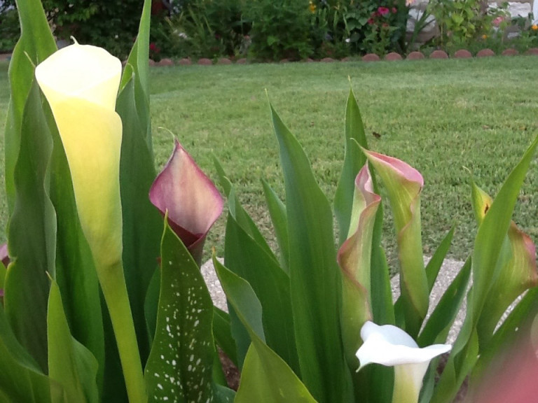 Calla lilies in Judy's Garden