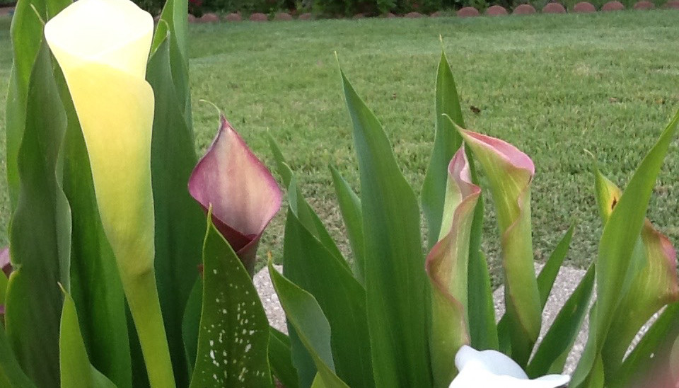 Calla lilies in Judy's Garden