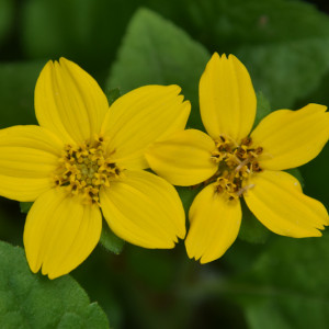 Our Native Plant Pollinator Garden