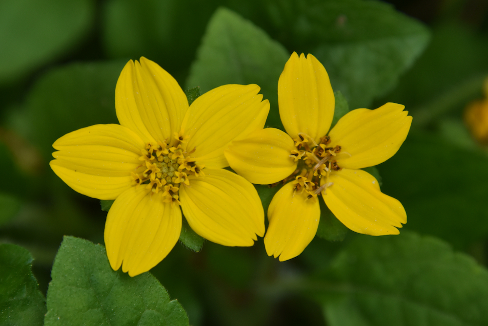 Our Native Plant Pollinator Garden